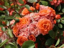 Zwergrose 'Ninetta' ® -Günstiges Garten Zart Geschäft zwergrose ninetta m054553 w 4