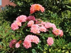 Zwergrose 'Ninetta' ® -Günstiges Garten Zart Geschäft zwergrose ninetta m054553 w 5