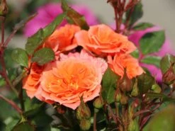 Zwergrose 'Ninetta' ® -Günstiges Garten Zart Geschäft zwergrose ninetta m054553 w 7