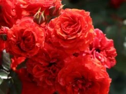 Zwergrose 'Orange Babyflor' ® -Günstiges Garten Zart Geschäft zwergrose orange babyflor m005810 w 0