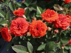 Zwergrose 'Orange Babyflor' ® -Günstiges Garten Zart Geschäft zwergrose orange babyflor m005810 w 2