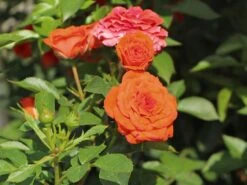 Zwergrose 'Orange Juwel' ®