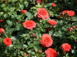 Zwergrose 'Orange Juwel' ® -Günstiges Garten Zart Geschäft zwergrose orange juwel m002670 w 0