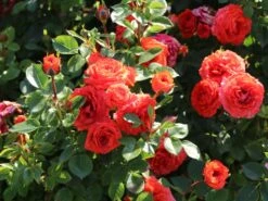 Zwergrose 'Orange Juwel' ® -Günstiges Garten Zart Geschäft zwergrose orange juwel m002670 w 1