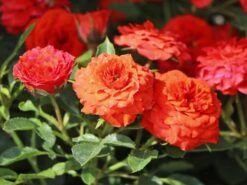 Zwergrose 'Orange Juwel' ® -Günstiges Garten Zart Geschäft zwergrose orange juwel m002670 w 2