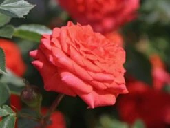 Zwergrose 'Orange Juwel' ® -Günstiges Garten Zart Geschäft zwergrose orange juwel m002670 w 4