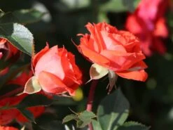 Zwergrose 'Orange Juwel' ® -Günstiges Garten Zart Geschäft zwergrose orange juwel m002670 w 6