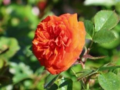 Zwergrose 'Orange Juwel' ® -Günstiges Garten Zart Geschäft zwergrose orange juwel m002670 w 7