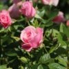 Zwergrose 'Pink Symphonie' ® -Günstiges Garten Zart Geschäft zwergrose pink symphonie m005940 h 0