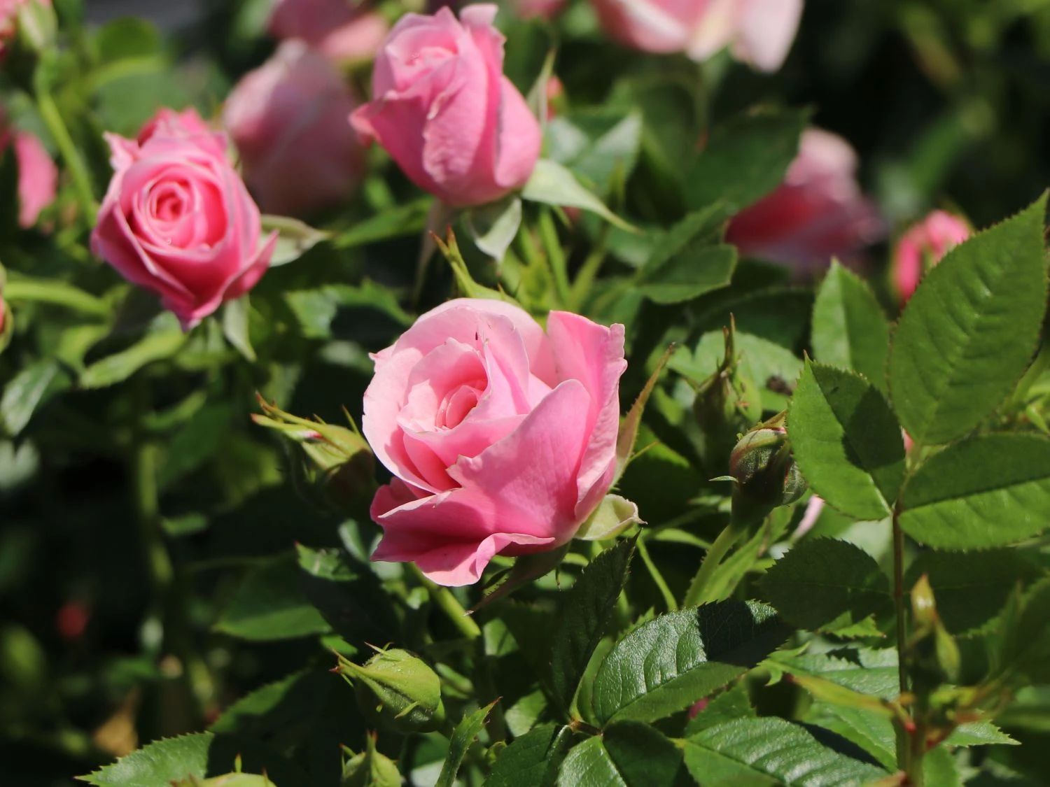Zwergrose 'Pink Symphonie' ® 3 Zwergrose 'Pink Symphonie' ®