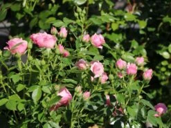 Zwergrose 'Pink Symphonie' ® 7 Zwergrose 'Pink Symphonie' ® -Günstiges Garten Zart Geschäft zwergrose pink symphonie m005940 w 0