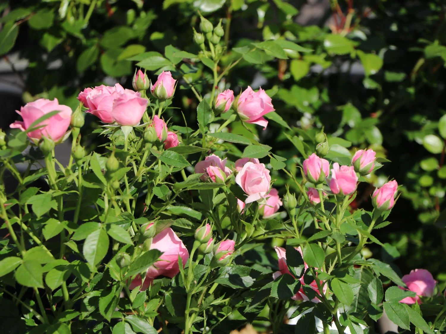 Zwergrose 'Pink Symphonie' ® 5 Zwergrose 'Pink Symphonie' ® – Bild 3