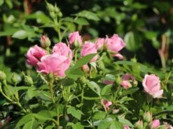 Günstiges Garten Zart Geschäft -Günstiges Garten Zart Geschäft zwergrose pink symphonie m005940 w 1