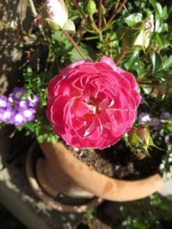 Zwergrose 'Pinocchio' ® -Günstiges Garten Zart Geschäft zwergrose pinocchio m114464 193676 0