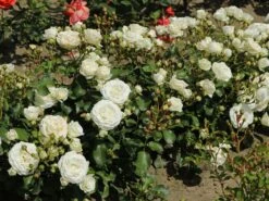 Zwergrose 'Schneeküsschen 2016' ®