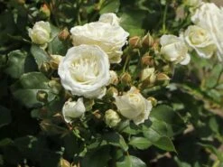 Zwergrose 'Schneeküsschen 2016' ® -Günstiges Garten Zart Geschäft zwergrose schneekuesschen 2016 m099317 w 2