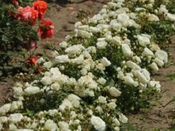 Zwergrose 'Schneeküsschen 2016' ® -Günstiges Garten Zart Geschäft zwergrose schneekuesschen 2016 m099317 w 4