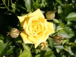 Zwergrose 'Sonnenkind' ®