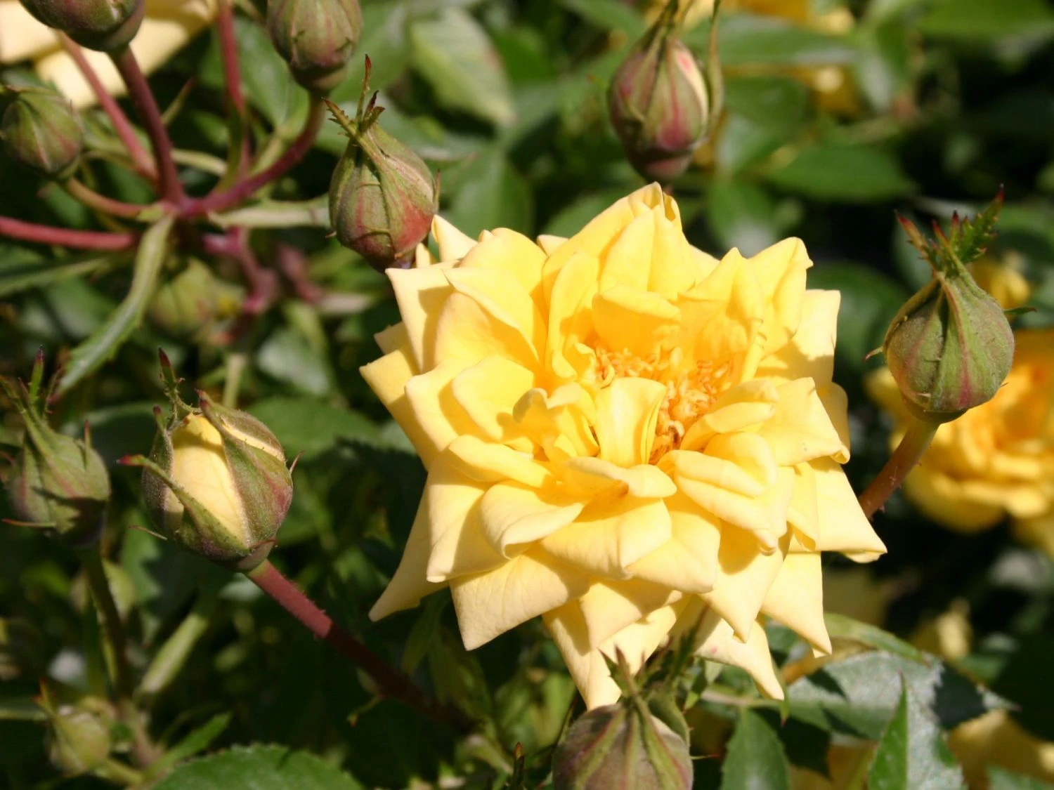 Zwergrose 'Sonnenkind' ® 4 Zwergrose 'Sonnenkind' ® – Bild 2