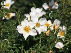 Zwergrose 'Sonnenröschen' ®