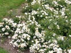 Zwergrose 'Sonnenröschen' ® -Günstiges Garten Zart Geschäft zwergrose sonnenroeschen m046962 w 0