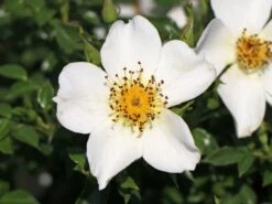 Günstiges Garten Zart Geschäft -Günstiges Garten Zart Geschäft zwergrose sonnenroeschen m046962 w 2