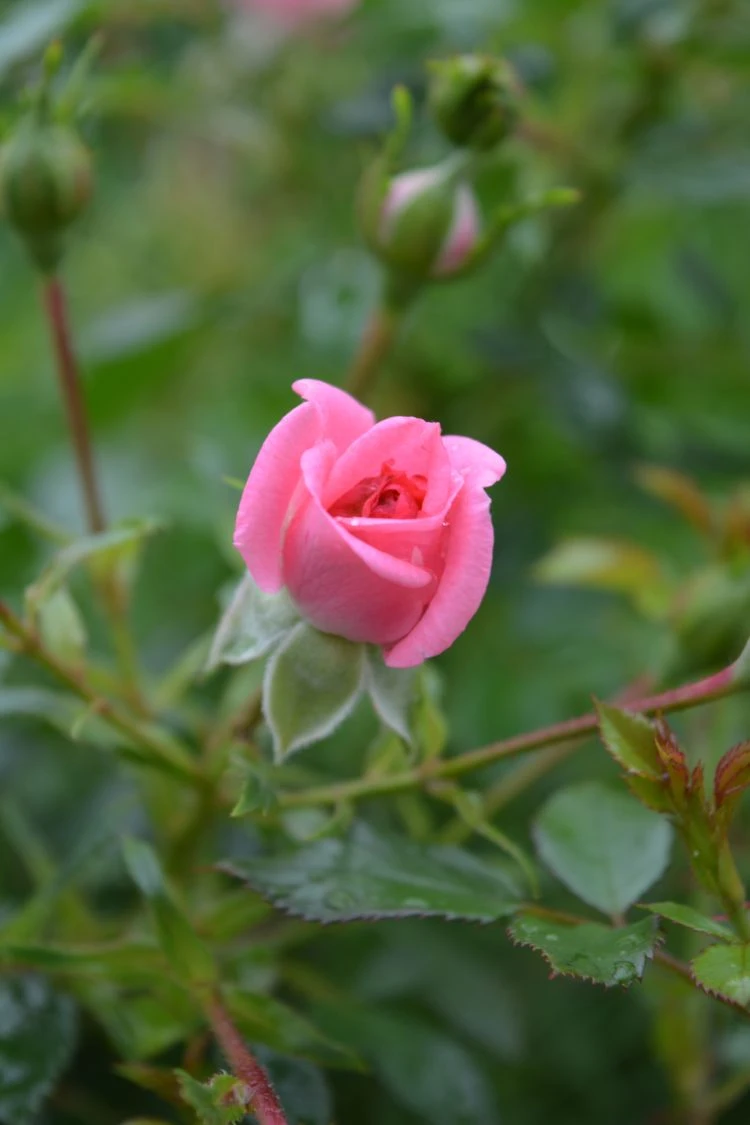 Zwergrose 'Sugar Baby' ® 8 Zwergrose 'Sugar Baby' ® – Bild 6