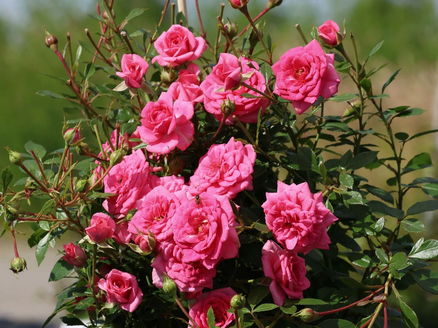 Zwergrose 'Sugar Baby' ® 3 Zwergrose 'Sugar Baby' ®