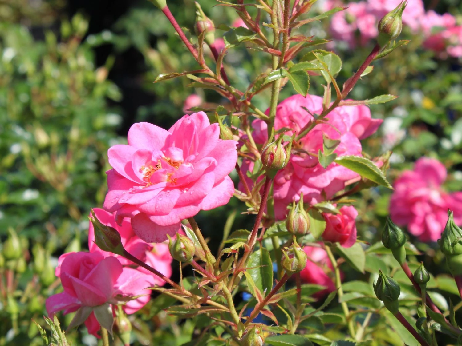 Zwergrose 'Sugar Baby' ® 7 Zwergrose 'Sugar Baby' ® – Bild 5