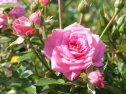 Zwergrose 'Sugar Baby' ® 10 Zwergrose 'Sugar Baby' ® -Günstiges Garten Zart Geschäft zwergrose sugar baby m005820 w 1