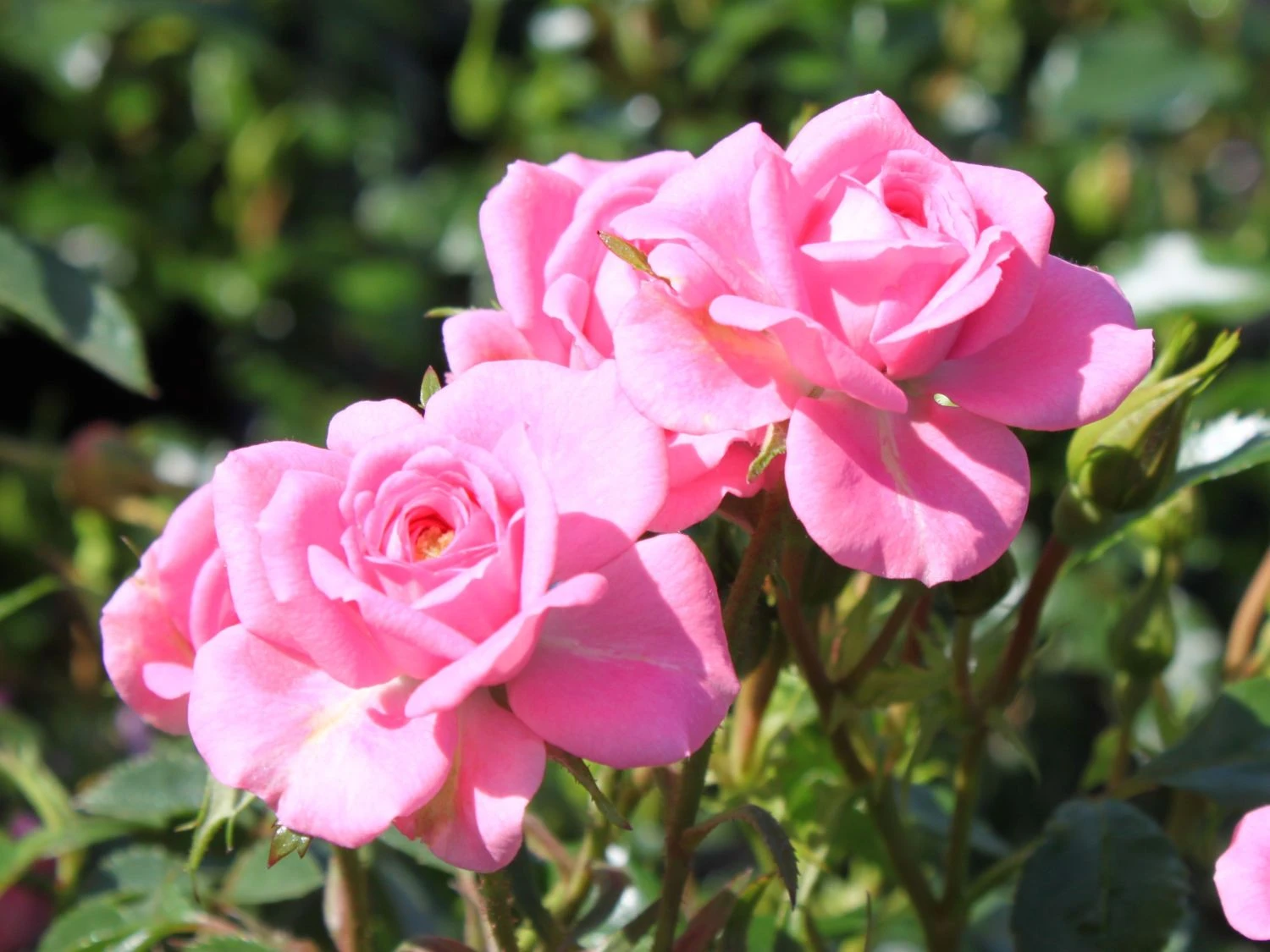 Zwergrose 'Sugar Baby' ® 6 Zwergrose 'Sugar Baby' ® – Bild 4