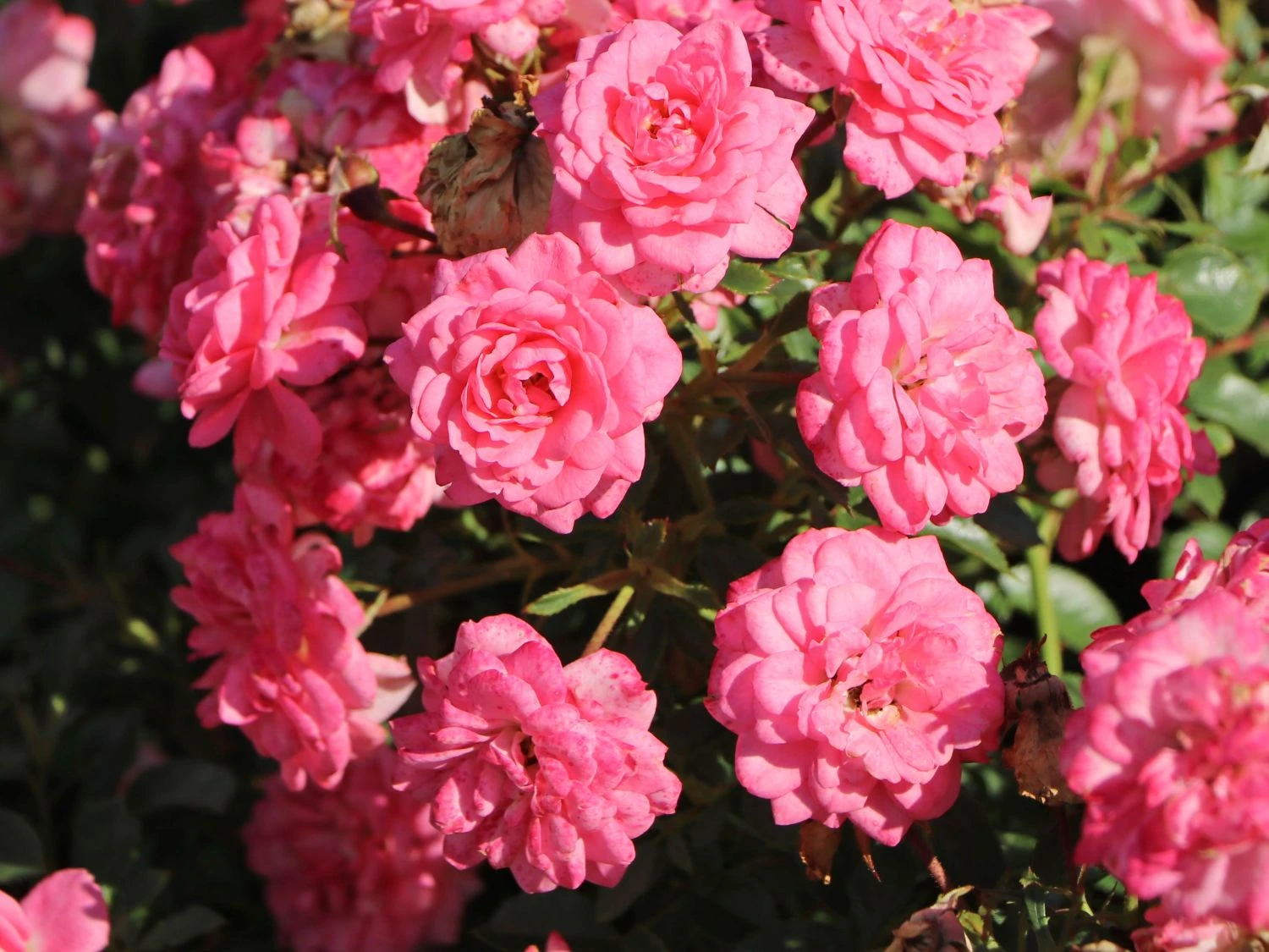 Zwergrose 'Sugar Baby' ® 4 Zwergrose 'Sugar Baby' ® – Bild 2