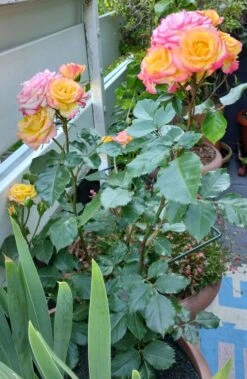 Zwergrose 'Tropical Clementine' ® -Günstiges Garten Zart Geschäft zwergrose tropical clementine m094412 1247881 0