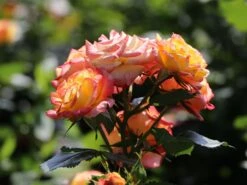 Zwergrose 'Tropical Clementine' ®