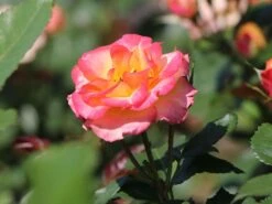 Zwergrose 'Tropical Clementine' ® -Günstiges Garten Zart Geschäft zwergrose tropical clementine m094412 w 0