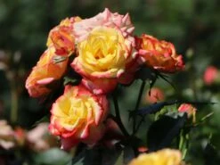 Zwergrose 'Tropical Clementine' ® -Günstiges Garten Zart Geschäft zwergrose tropical clementine m094412 w 1