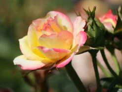 Zwergrose 'Tropical Clementine' ® -Günstiges Garten Zart Geschäft zwergrose tropical clementine m094412 w 2