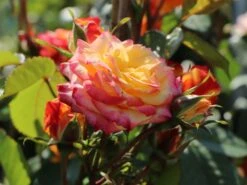 Zwergrose 'Tropical Clementine' ® -Günstiges Garten Zart Geschäft zwergrose tropical clementine m094412 w 3