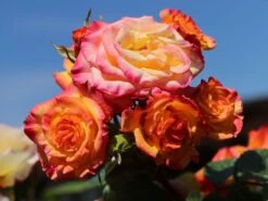 Zwergrose 'Tropical Clementine' ® -Günstiges Garten Zart Geschäft zwergrose tropical clementine m094412 w 4