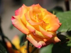 Zwergrose 'Tropical Clementine' ® -Günstiges Garten Zart Geschäft zwergrose tropical clementine m094412 w 5