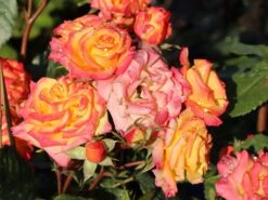 Zwergrose 'Tropical Clementine' ® -Günstiges Garten Zart Geschäft zwergrose tropical clementine m094412 w 7