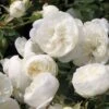 Zwergrose 'White Babyflor ®'