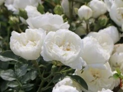Zwergrose 'White Babyflor ®' -Günstiges Garten Zart Geschäft zwergrose white babyflor m005778 w 0