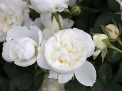 Zwergrose 'White Babyflor ®' -Günstiges Garten Zart Geschäft zwergrose white babyflor m005778 w 1