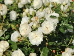 Zwergrose 'White Babyflor ®' -Günstiges Garten Zart Geschäft zwergrose white babyflor m005778 w 3
