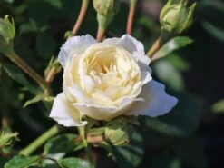 Zwergrose 'White Babyflor ®' -Günstiges Garten Zart Geschäft zwergrose white babyflor m005778 w 4