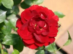 Zwergrose 'Zwergkönig' ® -Günstiges Garten Zart Geschäft zwergrose zwergkoenig 78 m002774 w 1