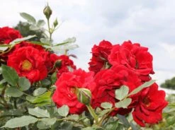 Zwergrose 'Zwergkönig' ® -Günstiges Garten Zart Geschäft zwergrose zwergkoenig 78 m002774 w 2