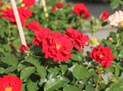 Zwergrose 'Zwergkönig' ® -Günstiges Garten Zart Geschäft zwergrose zwergkoenig 78 m002774 w 3