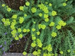 Zypressen-Wolfsmilch -Günstiges Garten Zart Geschäft zypressen wolfsmilch m077599 418515 0